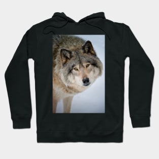 Timber Wolf Hoodie